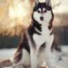 Adorable Husky Paint by numbers