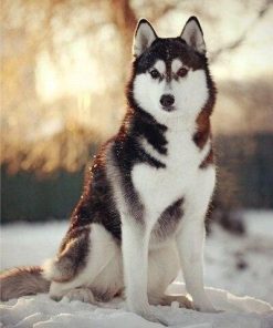 Adorable Husky Paint by numbers