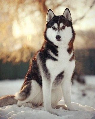 Adorable Husky Paint by numbers