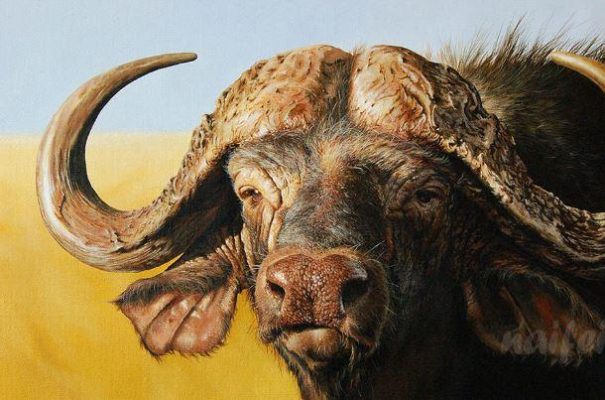 African Buffalo Paint by numbers