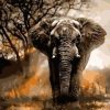 African Elephant Paint by numbers