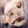 Alaskan Wolf Paint by numbers