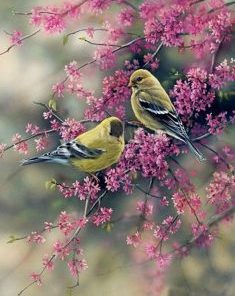 American Goldfinch Paint by numbers