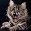 Angry Cat Paint by numbers