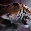 Angry Tiger Paint by numbers