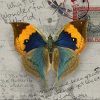 Antique Butterfly Paint by numbers