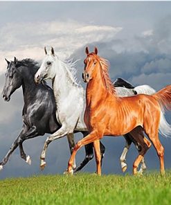 Arabian Horses Paint by numbers