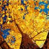 Autumn Ginkgo Paint by numbers