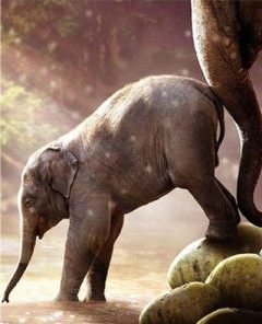Baby Elephant Paint by numbers