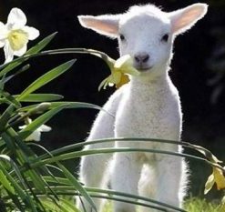 Baby Lamb Paint by numbers