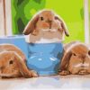 Baby Rabbits Paint by numbers
