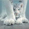 Baby White Tiger Paint By Numbers