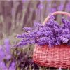 Basket of Purple Flowers Paint By Numbers