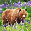 Bear in Lavender Paint By Numbers