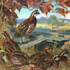 Bevy of Quails Paint By Numbers