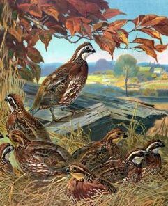 Bevy of Quails Paint By Numbers