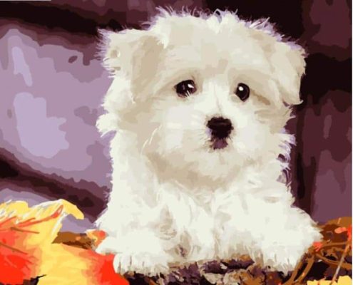 Bichon Frise Paint by numbers