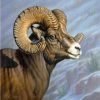 Bighorn Sheep Animal Paint By Numbers
