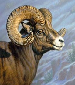 Bighorn Sheep Animal Paint By Numbers