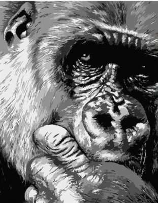 Black And White Chimpanzee Paint By Numbers