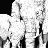 Black And White Elephants Paint By Numbers