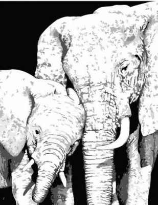 Black And White Elephants Paint By Numbers