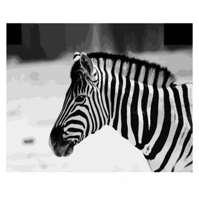 Black And White Zebra Paint By Numbers