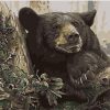 Black Bear in Forest Paint By Numbers
