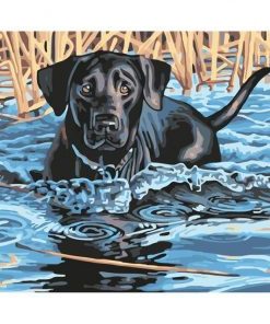 Black Dog Swimming Paint By Numbers