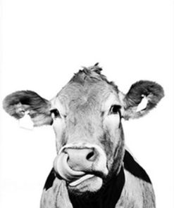 Black and White Cattle Paint By Numbers