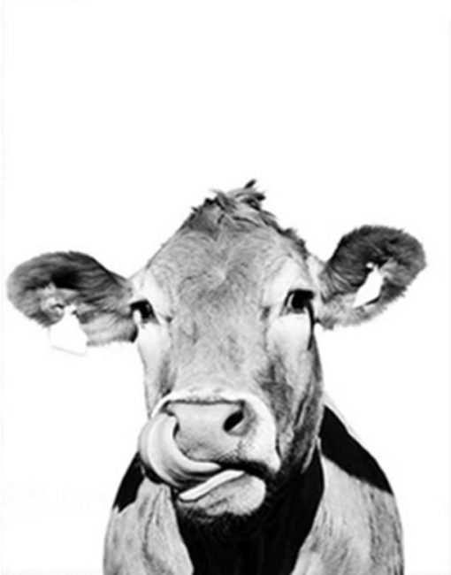 Black and White Cattle Paint By Numbers