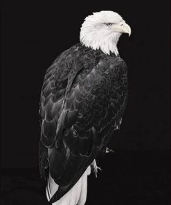 Black and White Eagle Paint By Numbers