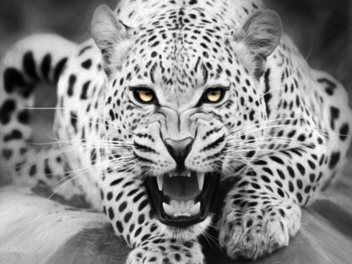 Black and White Tiger Paint By Numbers
