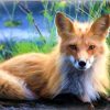 Blond Fox Paint By Numbers