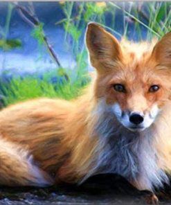 Blond Fox Paint By Numbers