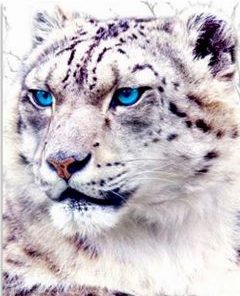 Blue Eyes Tiger Paint By Numbers