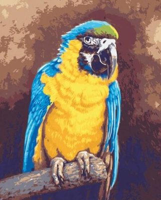 Blue and Gold Macaw Paint By Numbers