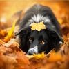 Border Collie and Leaves Paint By Numbers