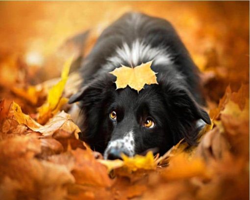Border Collie and Leaves Paint By Numbers