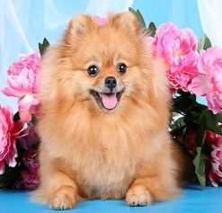 Brown Dog Pomeranian Paint By Numbers