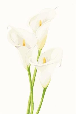 Calla Lily Paint By Numbers