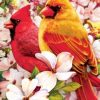 Cardinal Birds Paint By Numbers