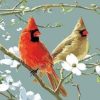 Cardinals Birds Paint By Numbers
