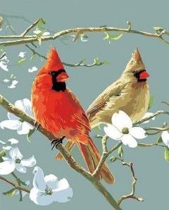 Cardinals Birds Paint By Numbers