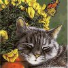 Cat And Butterfly Paint By Numbers
