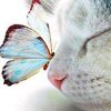Cat and Blue Butterfly Paint By Numbers