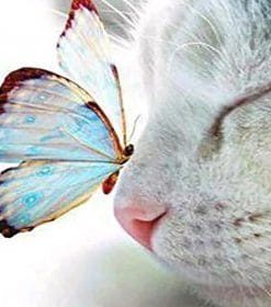 Cat and Blue Butterfly Paint By Numbers