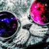 Cat with Space Sunglasses Paint By Numbers