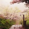 Cherry Blossom Garden Paint By Numbers