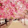 Cherry Blossom Trees Paint By Numbers